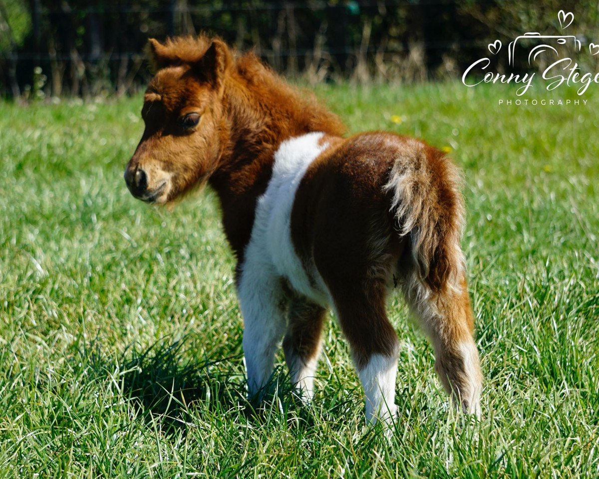 horse Dragee von Repgow (Shetland pony (under 87 cm), 2020, from Meechlands Dragon Fly)
