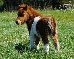 Pferd Dragee von Repgow (Shetland Pony (unter 87 cm), 2020, von Meechlands Dragon Fly)