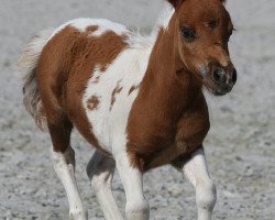 Pferd Dagobert von Repgow (Shetland Pony (unter 87 cm), 2020, von Meechlands Dragon Fly)