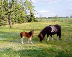 Pferd Hoppelia von Repgow (Shetland Pony (unter 87 cm), 2020, von Meechlands Dragon Fly)