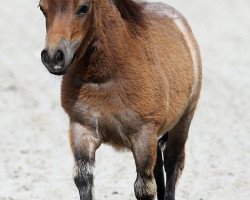 broodmare Hotchi von Repgow (Shetland pony (under 87 cm), 2020, from Thorax von Repgow)