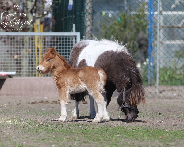 Zuchtstute Timini von Repgow (Shetland Pony (unter 87 cm), 2020, von Thorax von Repgow)