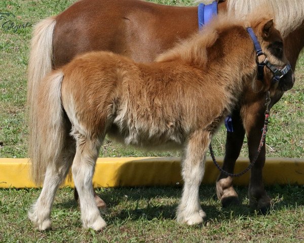 Pferd Hakira von Repgow (Shetland Pony (unter 87 cm), 2020, von Thorax von Repgow)