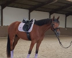 dressage horse Avicii's Annabelle (Westphalian, 2016, from Avicii)