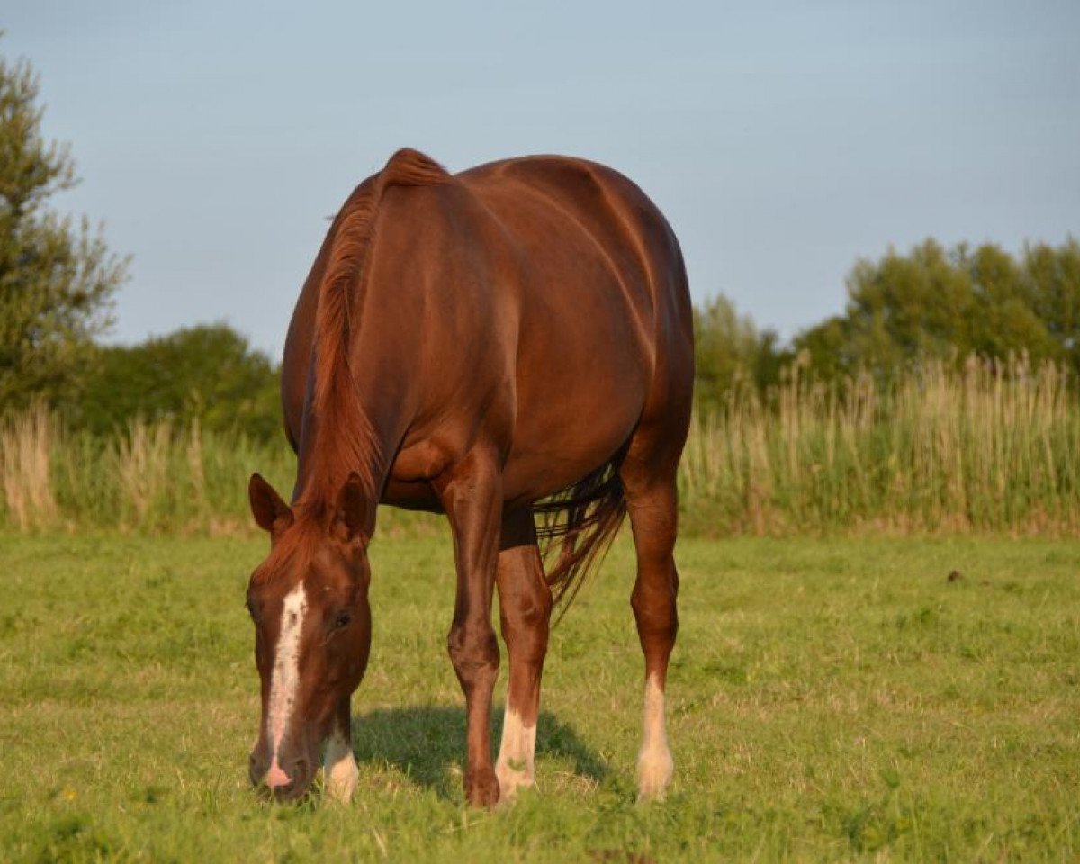 broodmare Taquine Tame (Selle Français, 2007, from Helios de la Cour II)