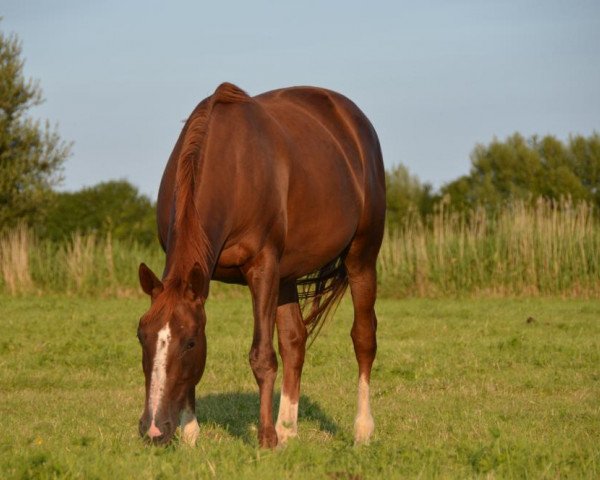 broodmare Taquine Tame (Selle Français, 2007, from Helios de la Cour II)