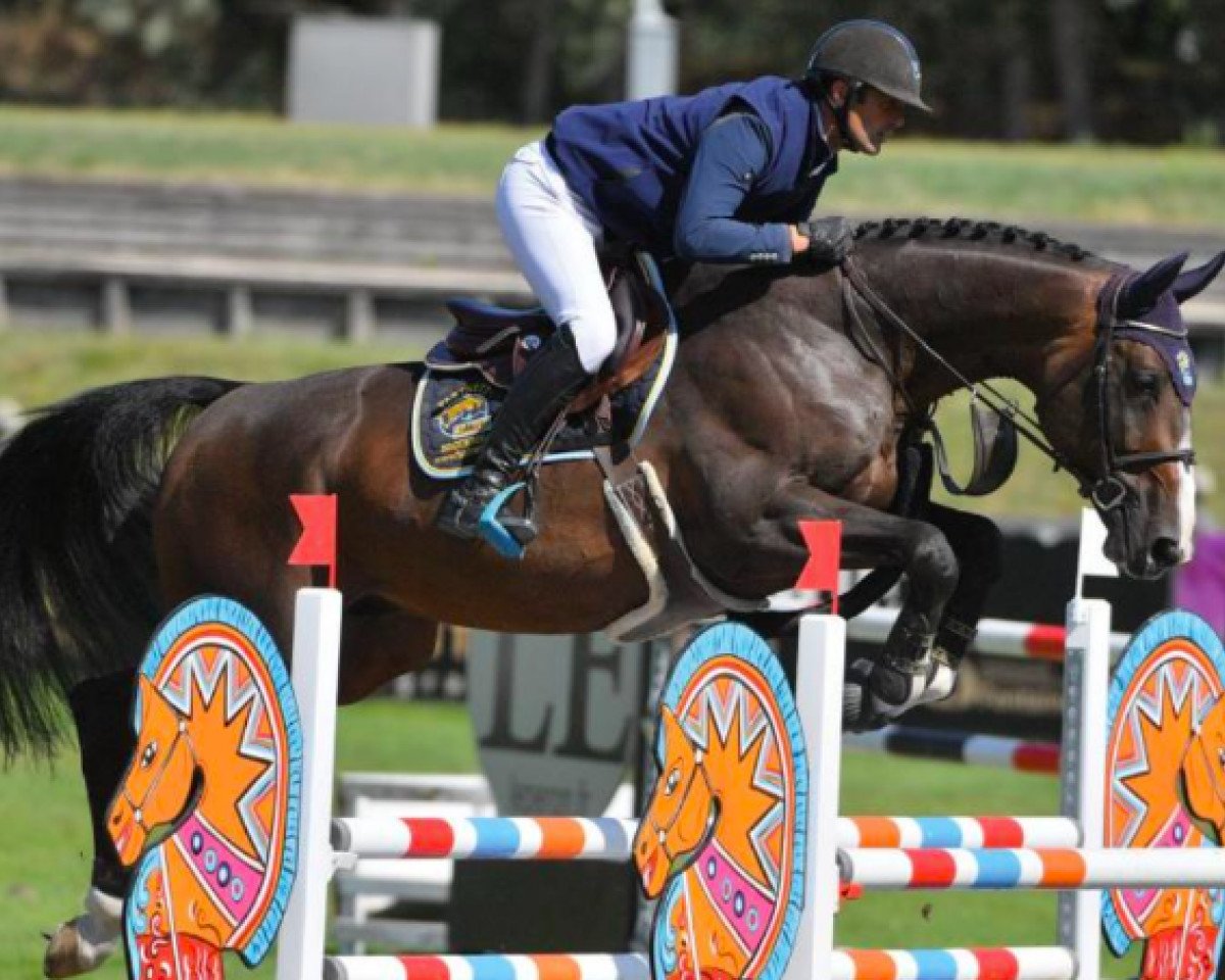 stallion Diego Tame (Selle Français, 2013, from Air Jordan Z)