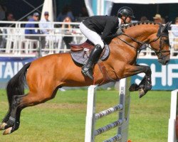 stallion Delvis de Riverland (Selle Français, 2013, from Elvis Ter Putte)