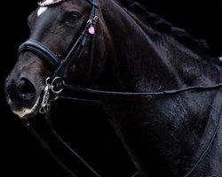 dressage horse Deleny (Rhinelander, 2009, from Dresemann)