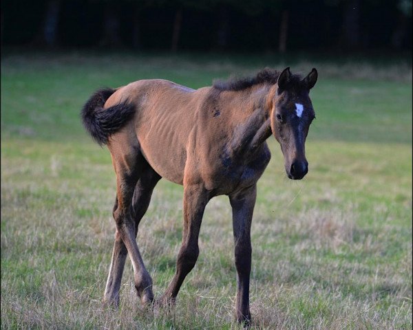 Springpferd Ginger des Baleines (Selle Français, 2016, von Apollon des Baleines)