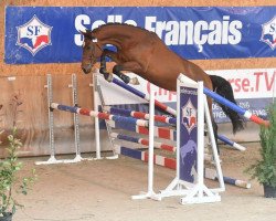 Springpferd Hardrock des Baleines (Selle Français, 2017, von Apollon des Baleines)