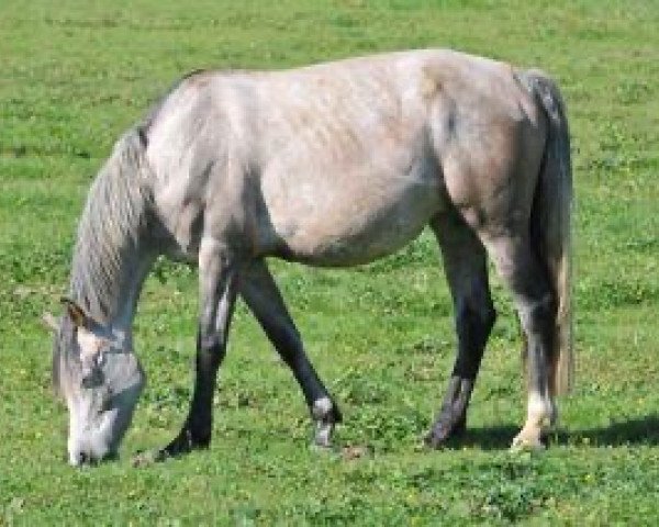 broodmare Quintera Alia Z (Zangersheide riding horse, 2006, from Quaprice Z)