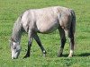 broodmare Quintera Alia Z (Zangersheide riding horse, 2006, from Quaprice Z)