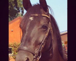 broodmare Black Pearl 115 (Westphalian, 2015, from Bellini Royal)