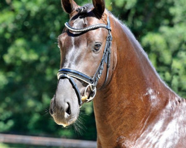 stallion Dante Alighieri (Oldenburg, 2015, from Dante Weltino Old)