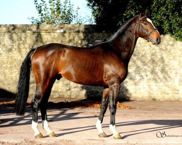 stallion Emir du Chanu (Selle Français, 2014, from Air Jordan Z)