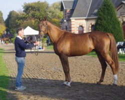 Deckhengst Eldorado D'Elle (Selle Français, 2014, von Qlassic Bois Margot)