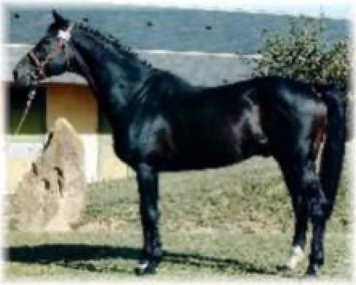 stallion Subis (KWPN (Royal Dutch Sporthorse), 1984, from Moebus)