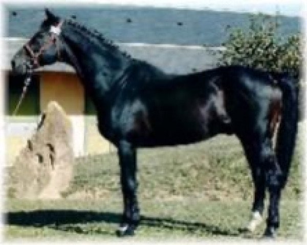 Deckhengst Subis (Koninklijk Warmbloed Paardenstamboek Nederland (KWPN), 1984, von Moebus)