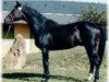 stallion Subis (KWPN (Royal Dutch Sporthorse), 1984, from Moebus)