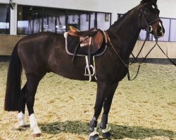 jumper Cornet's Best (Hanoverian, 2016, from Cornet Obolensky)