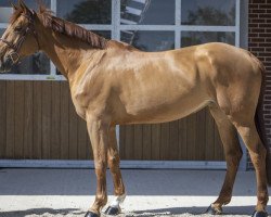 broodmare Delastique Asschaut (Selle Français, 2013, from Vigo Cécé)