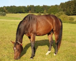 horse Enzo (Westphalian, 2000, from Ehrentusch)