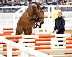 stallion Lyon 50 (Hanoverian, 2014, from Lord Argentinus)