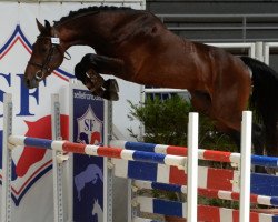 stallion Eldin d'Asschaut (Selle Français, 2014, from Vigo Cécé)