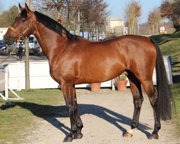 stallion Diego de Blondel (Selle Français, 2013, from Vigo Cécé)