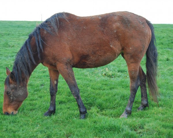 broodmare Inschallah II van 't Asschaut (Belgian Warmblood, 2008, from Nonstop)