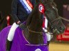 jumper Rainbows Mocha (British Riding Pony, 2006, from Baloubet du Rouet)