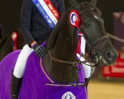 jumper Rainbows Mocha (British Riding Pony, 2006, from Baloubet du Rouet)