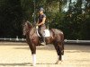 dressage horse Sandro's Salinero (German Warmblood, 2016, from San Coeur)