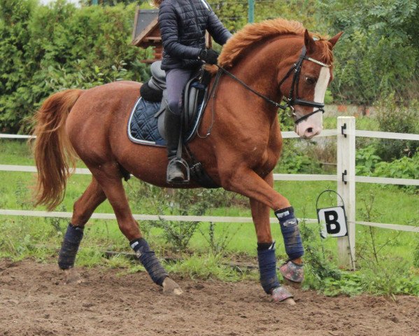 Springpferd Montego Bay 13 (Deutsches Reitpony, 2008, von Mozart II)