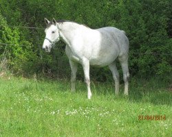 broodmare Si Vive (Selle Français, 2006, from Ultimo van ter Moude)