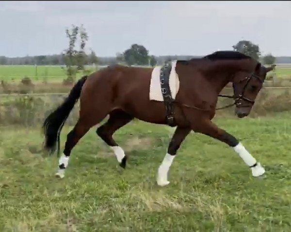dressage horse Tribun (Hanoverian, 2017, from Top Gear)