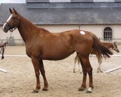 broodmare Acadie de Kergane (Selle Français, 2010, from Campo Flamingo Z)