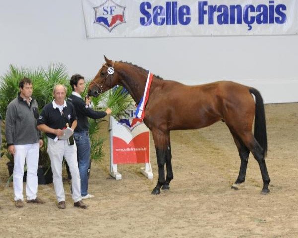 stallion Vigo Cécé (Selle Français, 2009, from Quaprice Z)