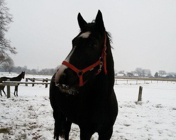 horse Lana H (Westphalian, 2013, from Lugato)