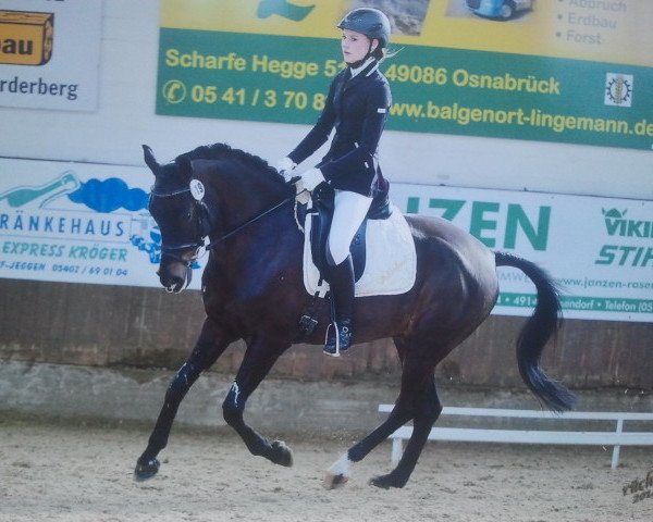 dressage horse Pokerface 35 (German Riding Pony, 2002, from Piccolo)