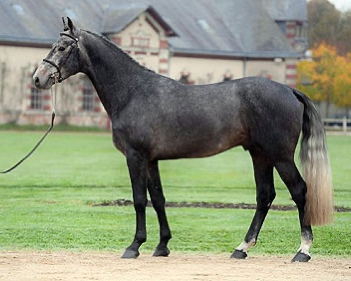 stallion Ekano DKS (Selle Français, 2014, from Kannan)