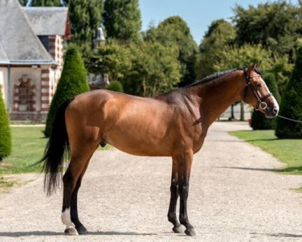 stallion Gfe Eden du Rouet (Selle Français, 2014, from Chacco-Blue)