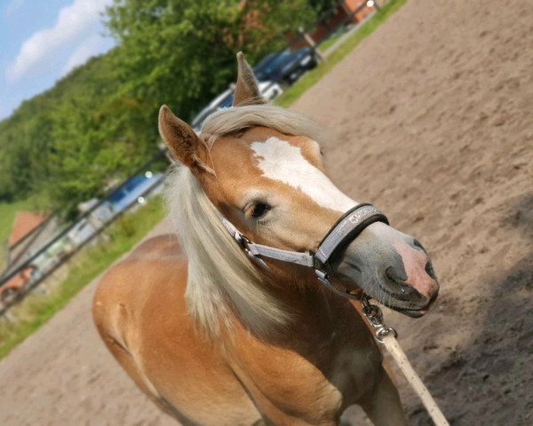 Zuchtstute Nikita salamudia (Haflinger, 2019, von Salero)