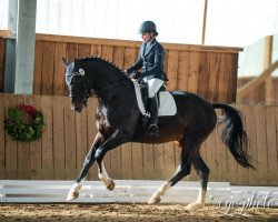 dressage horse Cafe's Gold (Oldenburg show jumper, 2010, from Cafe au lait 2)