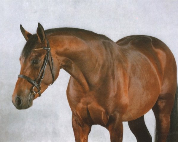 stallion Tino de Nouvolieu AA (Anglo-Arabs, 2007, from King Size AA)
