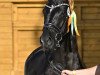 broodmare Michi's Felia (German Sport Horse, 2017, from For Final)