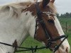 dressage horse Wolkenfee 37 (German Riding Pony, 2008)