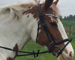 Dressurpferd Wolkenfee 37 (Deutsches Reitpony, 2008)