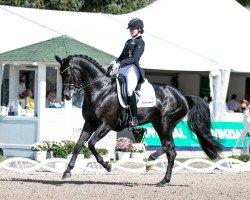 dressage horse Faviola 3 (Hannoveraner, 2012, from Foundation 2)